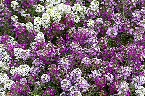 LOBULARIA_MARITIMA_CLEAR_CRYSTAL_MIX