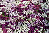 LOBULARIA MARITIMA MIX PLANTING