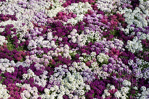 LOBULARIA_MARITIMA_MIX_PLANTING