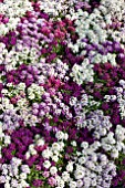 LOBULARIA MARITIMA MIX PLANTING