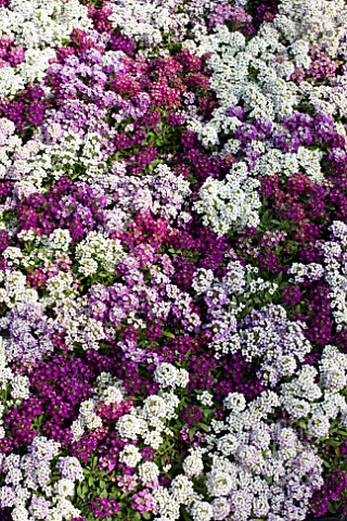 LOBULARIA_MARITIMA_MIX_PLANTING