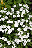 IMPATIENS SUNPATIENS COMPACT WHITE