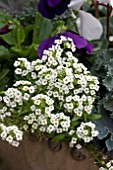 LOBULARIA MARITIMA WHITE