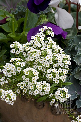 LOBULARIA_MARITIMA_WHITE