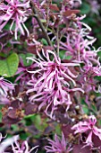 LOROPETALUM CHINENSE SIZZLING PINK