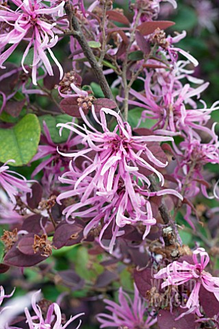 LOROPETALUM_CHINENSE_SIZZLING_PINK