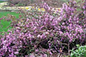 LOROPETALUM CHINENSE SIZZLING PINK