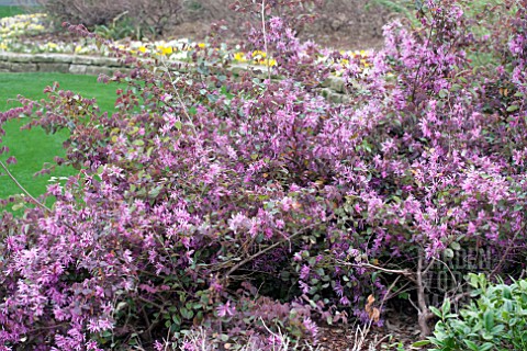 LOROPETALUM_CHINENSE_SIZZLING_PINK