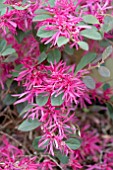 LOROPETALUM CHINENSIS BURGUNDY BLAST