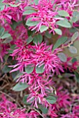 LOROPETALUM CHINENSIS BURGUNDY BLAST