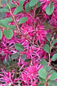 LOROPETALUM CHINENSIS BURGUNDY BLAST