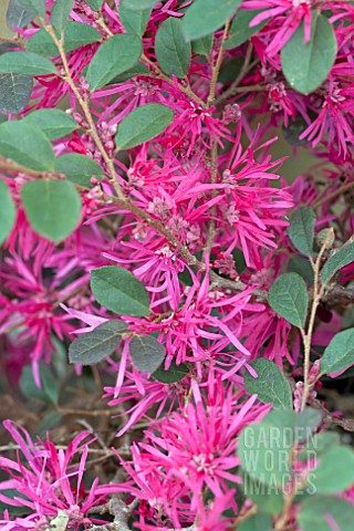 LOROPETALUM_CHINENSIS_BURGUNDY_BLAST