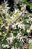 LOROPETALUM EMERALD SNOW