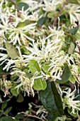 LOROPETALUM EMERALD SNOW