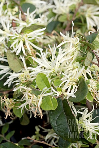 LOROPETALUM_EMERALD_SNOW