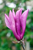 MAGNOLIA SOULAGIANA ANNE