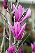 MAGNOLIA SOULAGIANA ANNE