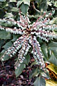 MAHONIA BEALEI