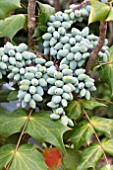 MAHONIA BEALEI