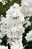 MATTHIOLA HARMONY WHITE