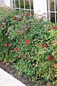 NANDINA DOMESTICA