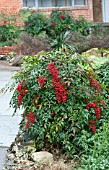 NANDINA DOMESTICA