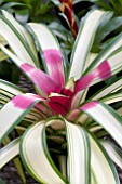 NEOREGELIA ARDIE