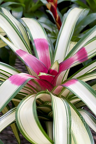 NEOREGELIA_ARDIE