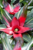 NEOREGELIA ORANGE CRUSH