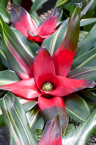 NEOREGELIA_ORANGE_CRUSH