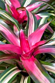 NEOREGELIA TRICOLOR