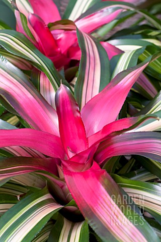 NEOREGELIA_TRICOLOR