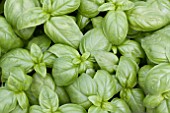 OCIMUM BASILICUM SWEET BASIL