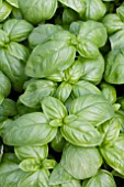 OCIMUM BASILICUM SWEET BASIL