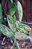 OPUNTIA COCHENILLIFERA VARIEGATA