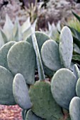 OPUNTIA ELLISIANA SPINELESS PRICKLY PEAR CACTUS