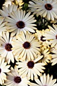 OSTEOSPERMUM SERENITY HONEY GOLD