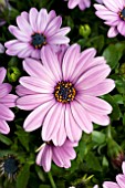 OSTEOSPERMUM SERENITY PINK IMPROVED