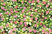 IMPATIENS SUNPATIENS SPREADING VARIEGATED SALMON