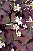 OXALIS TRIANGULARIS PURPLE SHAMROCK