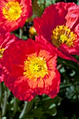 PAPAVER NUDICAULE RED