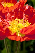 PAPAVER NUDICAULE RED