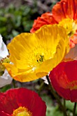 PAPAVER NUDICAULE YELLOW