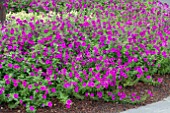 PETUNIA LAURA BUSH