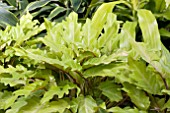 PHILODENDRON XANADU GOLD