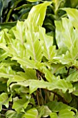 PHILODENDRON XANADU GOLD