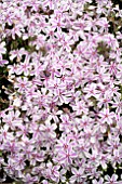 PHLOX SUBULATA CANDY STRIPE