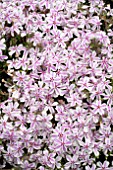 PHLOX SUBULATA CANDY STRIPE