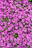 PHLOX SUBULATA CRIMSON BEAUTY