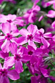 PHLOX SUBULATA RED WING